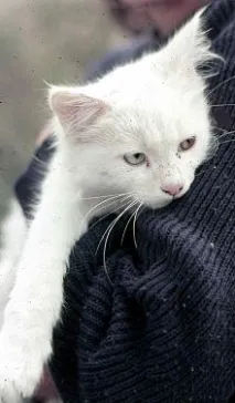 белите котки