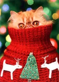 котка котка