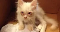 котето намерено