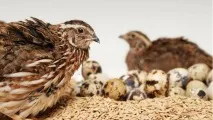Корм для перепелів - особливості приготування своїми руками корм