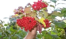 калина