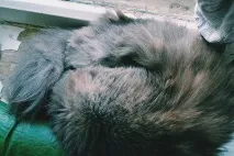 котето котето