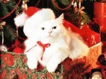 джинджифил котки