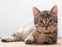 страдат котките
