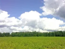 Котеджне селище Золота Шишка селище