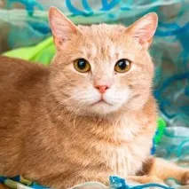 котка Рамзес котка Рамзес