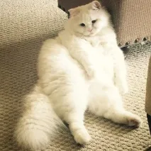 намерено котето