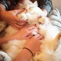 намерено котето