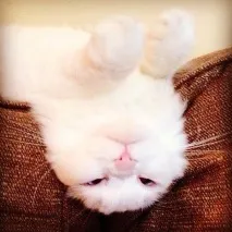 пътя котето