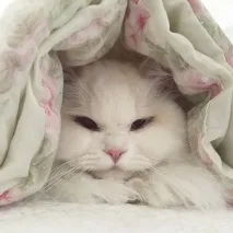 пътя котето