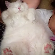 котето пътя