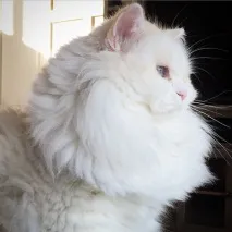 котето котето