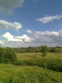 влакната коприва