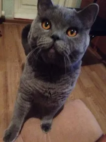 цезар