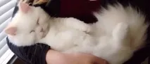 пътя намерено