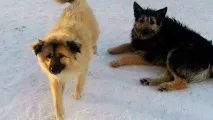 Іжевчанка про дворового пса «Я його доглядала, а його на очах дітей приспали і закинули в машину дворового