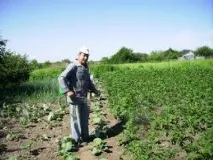 колорадския бръмбар колорадския бръмбар