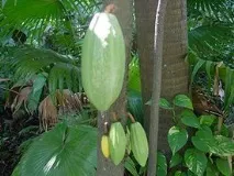какаовите зърна
