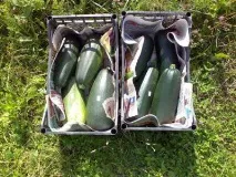 Кабачок цукеша опис сорту, особливості вирощування та відгуки кабачок