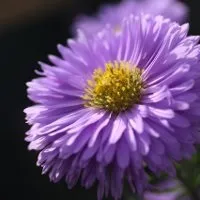 през цветя