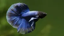 betta splendens betta splendens
