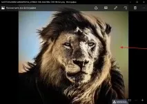 Як із чорно білої фотографії зробити кольорову - у пару кліків чорно