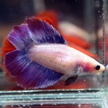 петел betta splendens