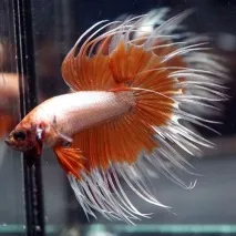 betta splendens настроите
