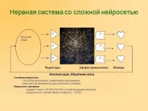 мозку