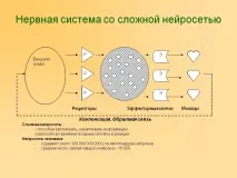 мозку