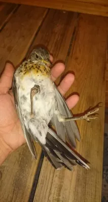 Якийсь птах його