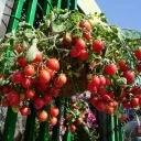 Як зберегти врожай зберегти