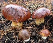 варити