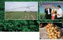 района картофена