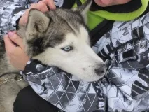 синеоки синеоки