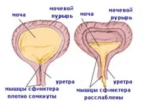 Як виконувати вправи Кегеля для жінок кегеля