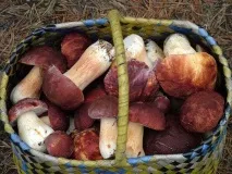 Як засолити гриби боровики на зиму в домашніх умовах засолити