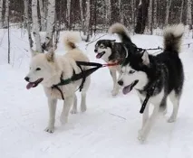 Павел Петрович Медни кучешки