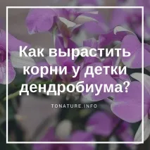 отглеждаме отглеждаме