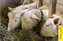 овце Възрастните овце