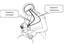 млякото млякото