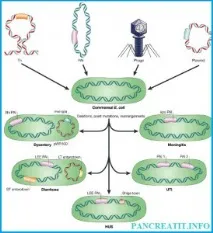 coli coli