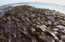 AgriSol - Екстракти морських водоростей - мікродобавка з макроефектом екстракти