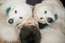 собаки