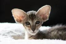 котки описания