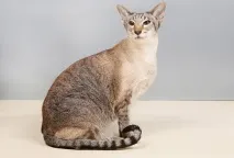 снимки снимки