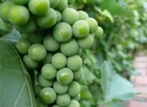 народната медицина медицина Азербайджан