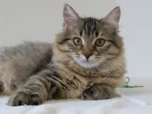 котки породи