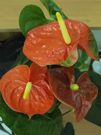 каталог