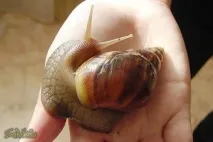 любимци ахатина